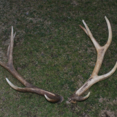 po 5 rokoch sa nasiel aj druhy