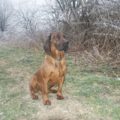 Axelko :-)