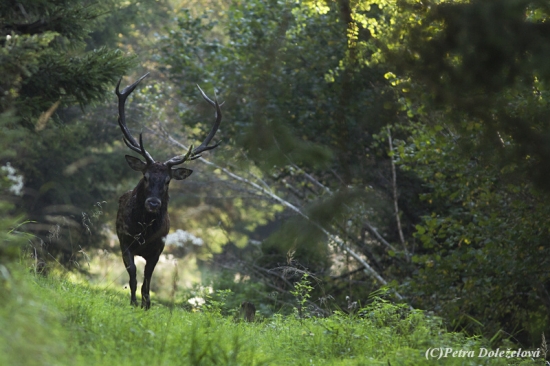 Dnešní jelenisko...