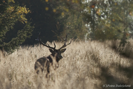 Poslední ohlédnutí