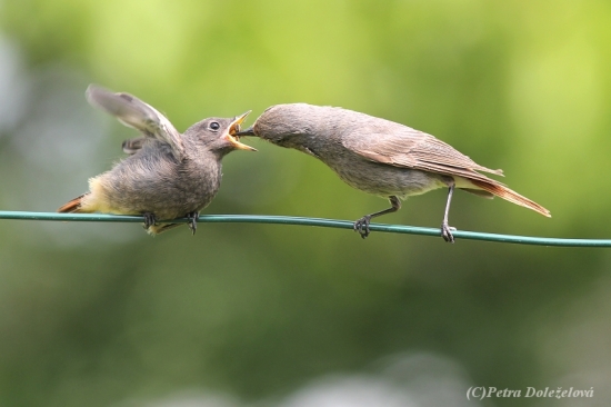 Krmení mladého rehka