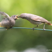 Krmení mladého rehka