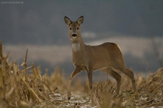 Velice zvědavá ženská:-)