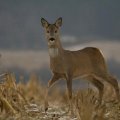Velice zvědavá ženská:-)