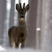 Přišel velice blízko