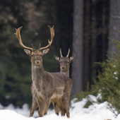 Raritka - dvouhlavec dančí:-)