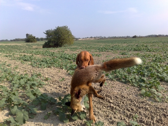 Úspešná dohľadávka