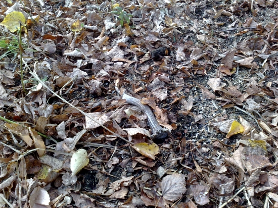 Dnes pri plnení krmelca