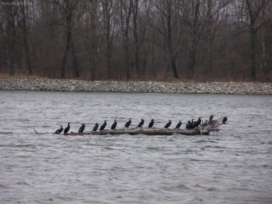 Kormorány na Dunaji