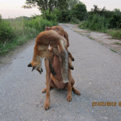 Líška