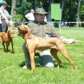DONA Sidin dvor V1, CAC, Klubový víťaz