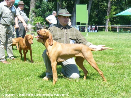 DONA Sidin dvor V1, CAC, Klubový víťaz