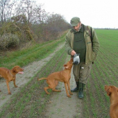 To je moj holub