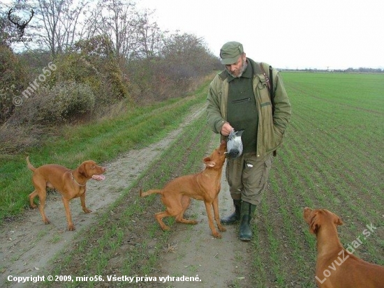 To je moj holub