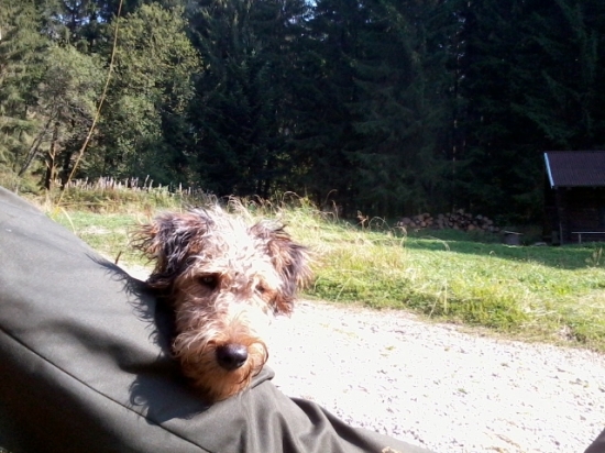 pes...najlepší priateľ človeka!