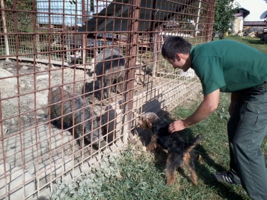 Brix a prvé stretnutie s diviakom