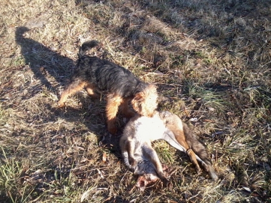 Brix a prvá líška