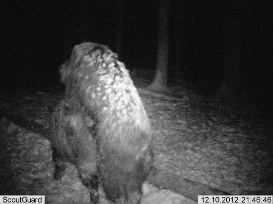 Poschodový diviak :)