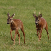 Říje pomalu začíná
