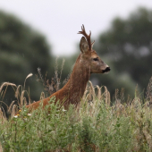 Dnešní deštivé ráno