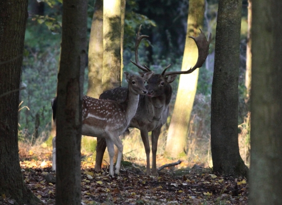 Pusinka pána říjiště