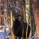 Dybowák z dnešního rána