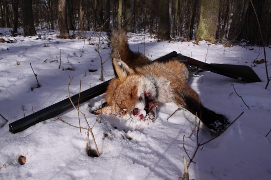 Liška z bažantnice