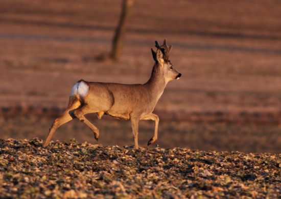 Než zapadlo sluníčko