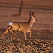 Než zapadlo sluníčko