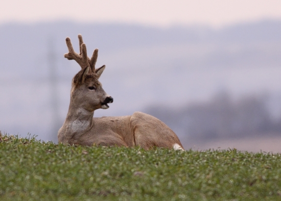 Odpočinek pana srnce
