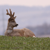 Odpočinek pana srnce