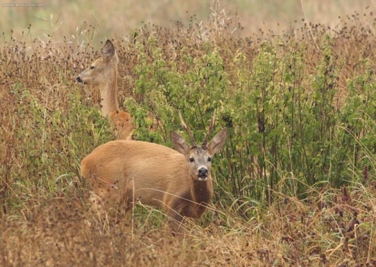 2.Srnčí říje 2009