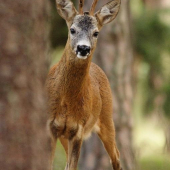 Připískaný mladík