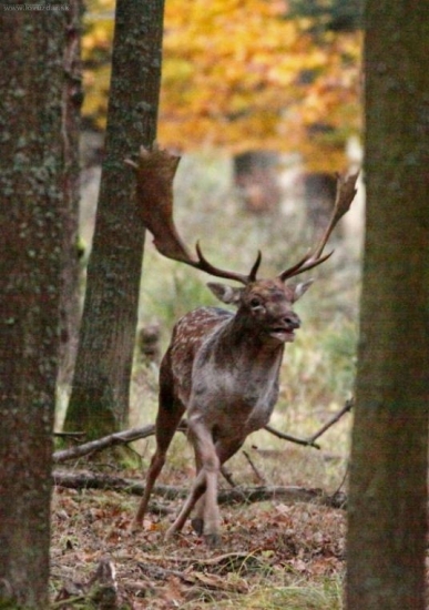 Lopatáč