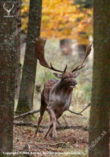 Lopatáč