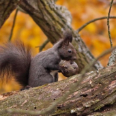 Veverka s ořechem