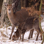 ...a laň jelena dybowského