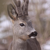Přišel moc blízko