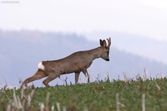 Jestlipak ten kopec zdolám :-)