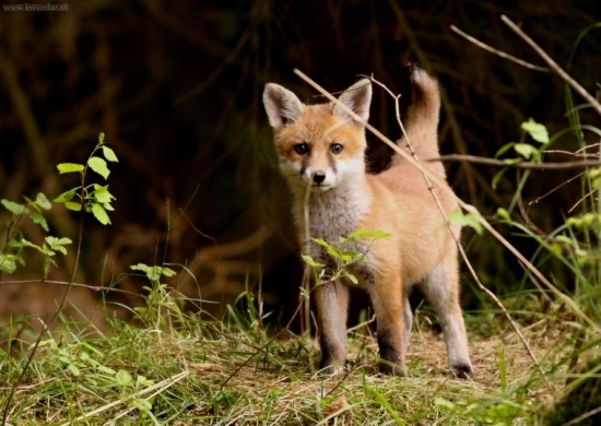 Póza pro fotografa :-)