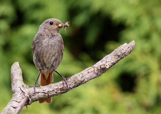 Samička Rehka domácího před krmením