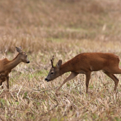 Ze srnčí říje 1.