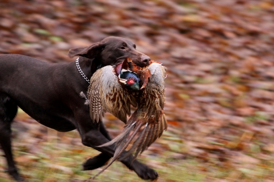 Aportovaný bažant 2.