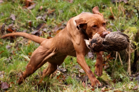 Aportovaný bažant 1.