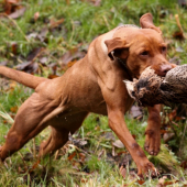 Aportovaný bažant 1.