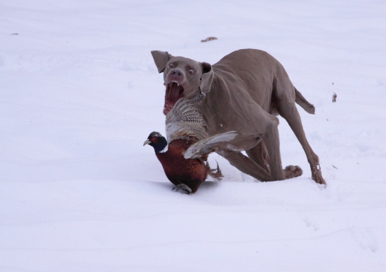 Lovecký pes v akci 2.