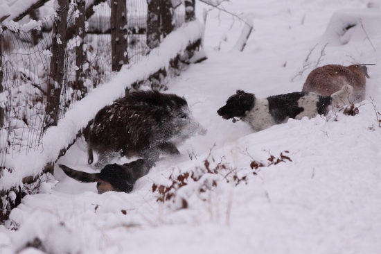 Ještě jedna z naháňky