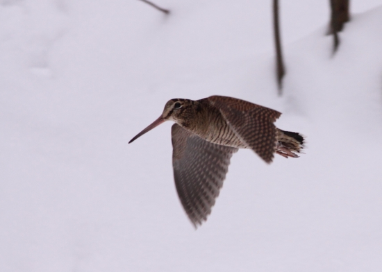 Sluka - překvapení na bažantím honu