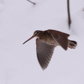 Sluka - překvapení na bažantím honu