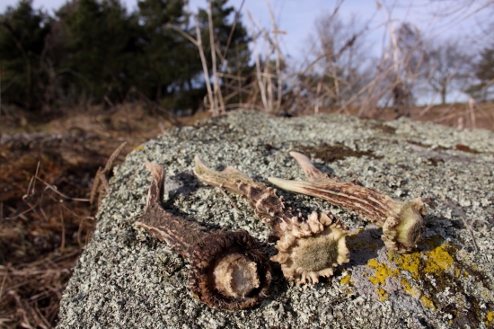 Z dnešní procházky